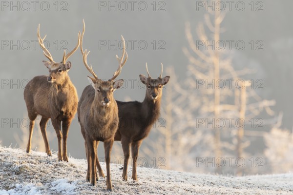 Three Japanese sika deer stags (Cervus nippon nippon) stand on a meadow covered in hoarfrost in hilly terrain. A forest covered in hoar frost can be seen in the background