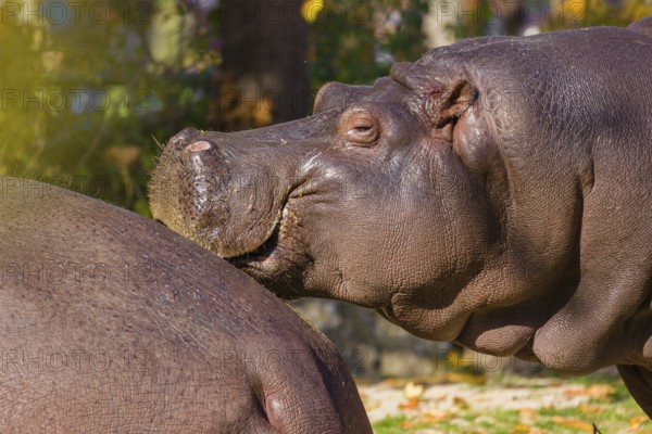 Two hippopotamus or hippo (Hippopotamus amphibius), standing on a river bank