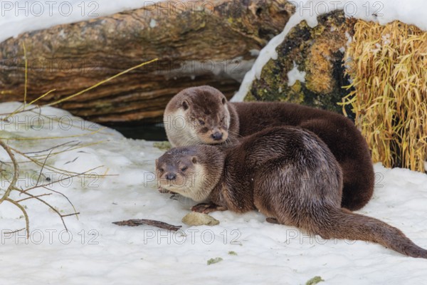 On a sunny day two otters (Lutra lutra) sit in the snow in front of a root of a dead tree