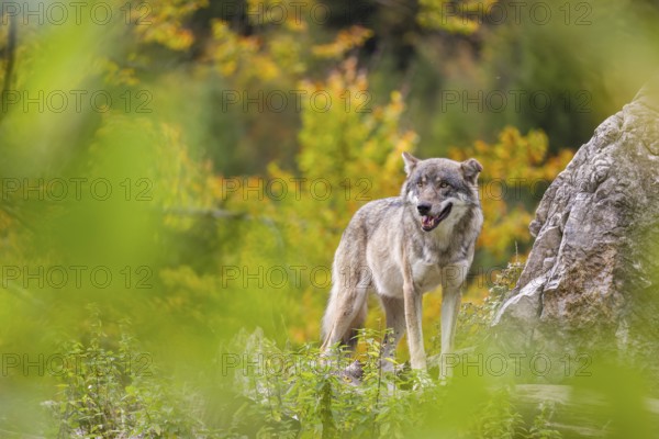 A Eurasian gray wolf (Canis lupus lupus) stands, framed by leaves, on a hill between rocks and rotting tree trunks. Behind it lies a forest in intense autumn colors