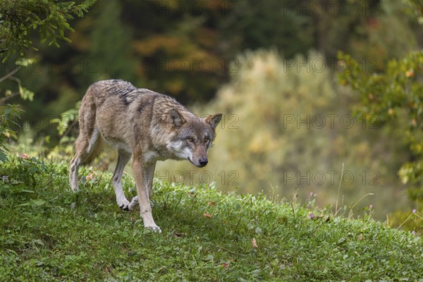 A Eurasian gray wolf (Canis lupus lupus) runs across a green meadow in hilly terrain. Colorful autumn leaves can be seen in the background