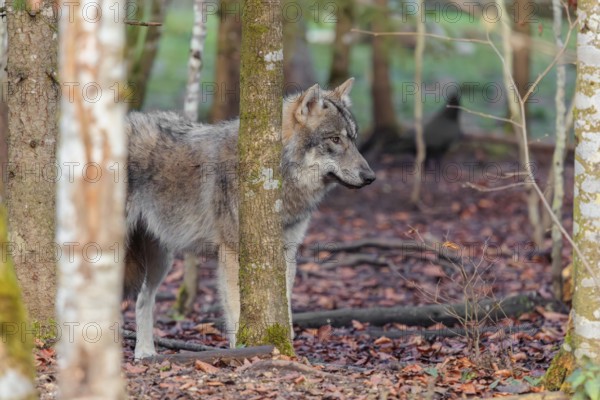 A young grey wolf (Canis lupus lupus) stands in the forest on an overcast day