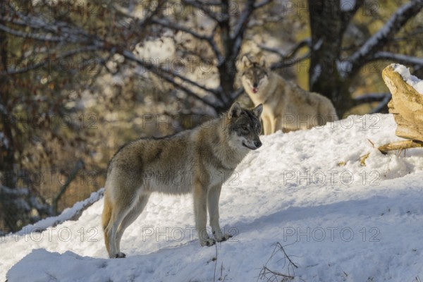 Two grey wolves (Canis lupus lupus) stand on a snow-covered hill near a dead tree on a cold, sunny day. A forest can be seen in the background