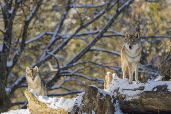 Two grey wolves (Canis lupus lupus) stand on the snow-covered fallen tree at the edge of a forest on a cold, sunny day