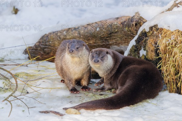On a sunny day two otters (Lutra lutra) sit in the snow in front of a root of a dead tree