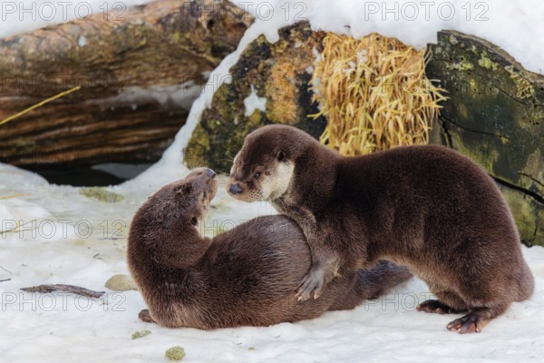 On a sunny day two otters (Lutra lutra) play in the snow in front of a root of a dead tree