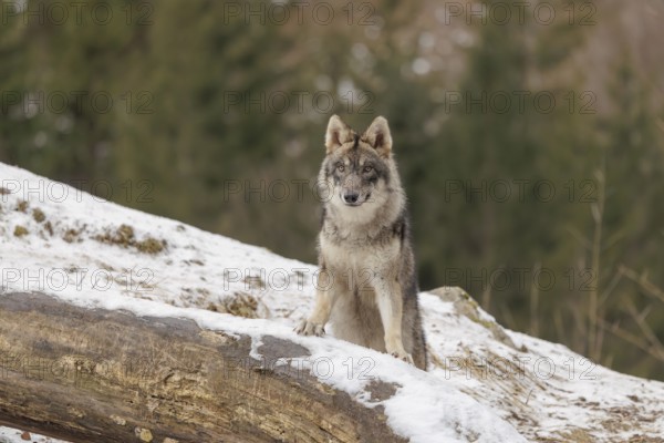 A young grey wolf (Canis lupus lupus) stands with his front paws on a snow-covered, fallen tree trunk on a cold, cloudy day. A forest can be seen in the background