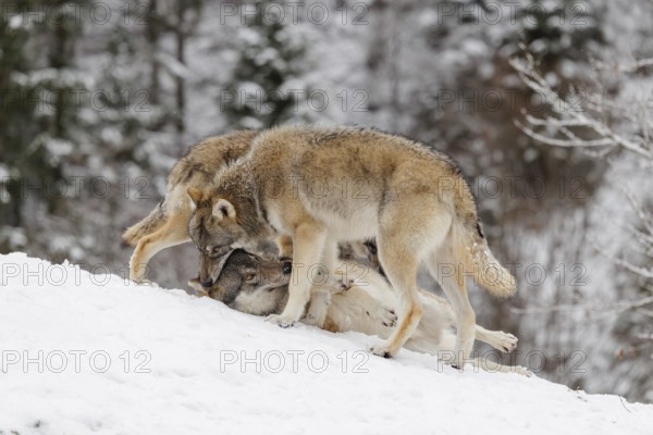 A young grey wolf (Canis lupus lupus) plays with its father on the sloping, snow-covered meadow on a cold, cloudy day