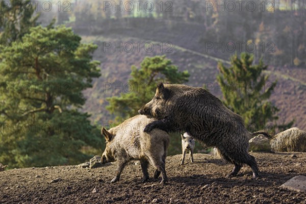 A male wild boar (Sus scrofa) runs after a female to mate