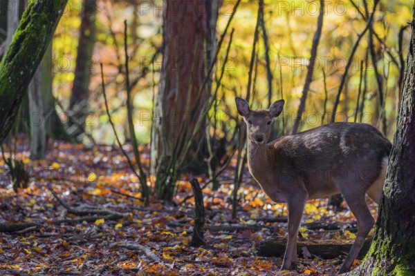 A female Manchurian sika deer or Dybowski's sika deer (Cervus nippon mantchuricus or Cervus nippon dybowskii) stands in an autumnal forest