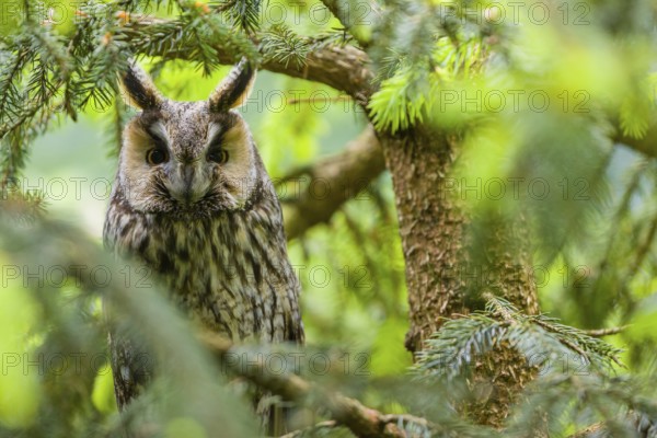 One long-eared owl (Asio otus), sitting on a branch of a tree, between green leaves