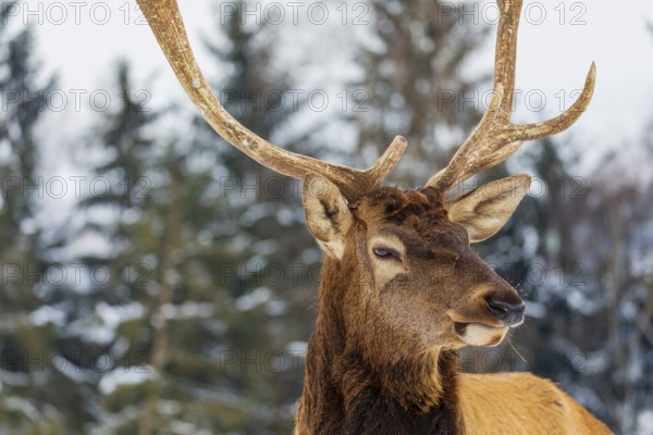 Portrait of a Wapiti stag, Cervus canadensis. A forest in the background