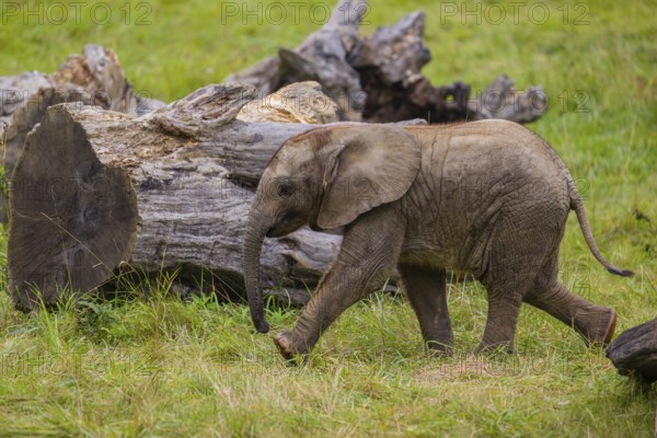 4 months old African baby elephant (Loxodonta africana) walks over a green meadow