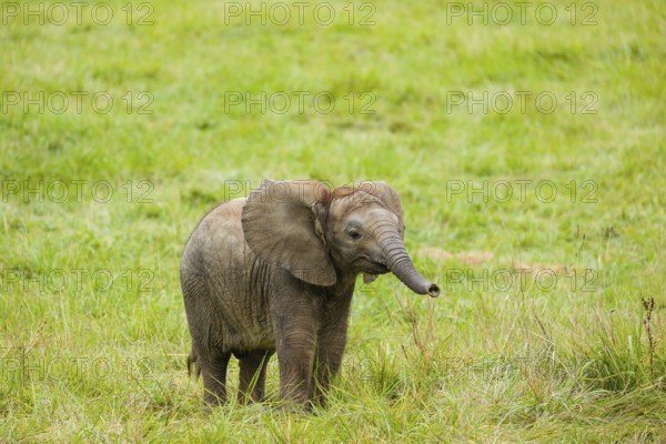 4 months old African baby elephant (Loxodonta africana) walks over a green meadow