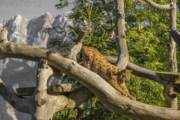 One Eurasian lynx, (Lynx lynx), doing some stretching high up on a dead tree. Side view with mountains in the background
