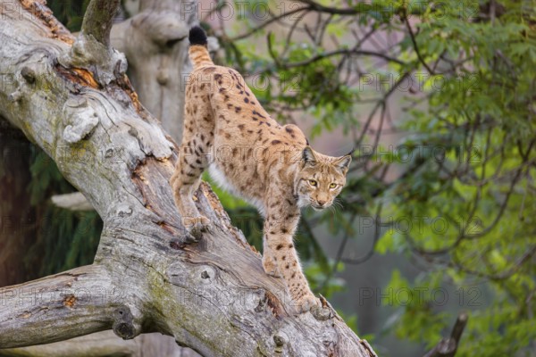 A Eurasian lynx (Lynx lynx) runs down a dead tree lying at an angle