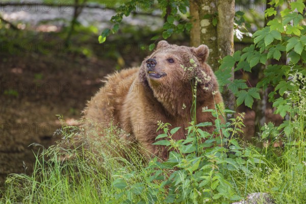 An adult female Eurasian Brown Bear (Ursus arctos arctos) walking through the undergrowth of a forest