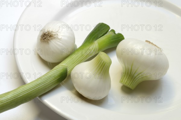 Onion, spring onions on a plate
