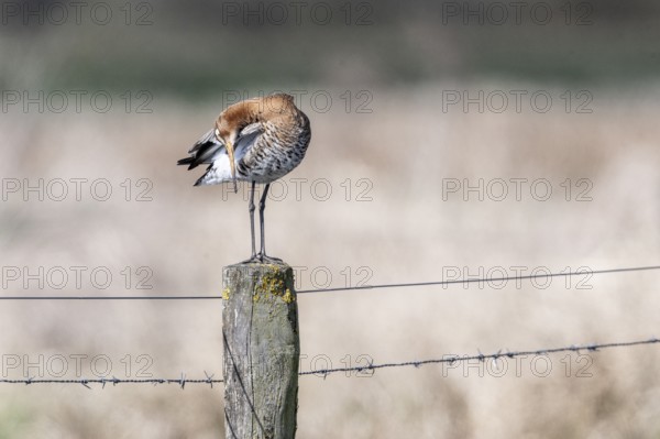 Black-tailed godwit (Limosa limosa), Lower Saxony, Germany, Europe