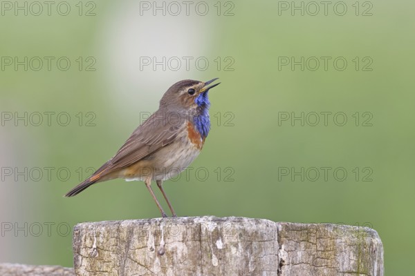 Bluethroat (Luscinia svecica cyanecula), male, singing on a pasture fence post, wildlife, Lembruch, Ochsen Moor, Dümmer nature park Park, Lower Saxony, Germany, Europe