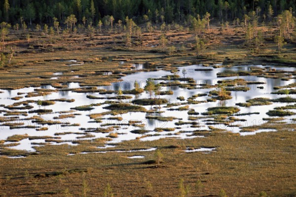 Peatland. Whooper swan's nesting area. Kuusamo. Finland