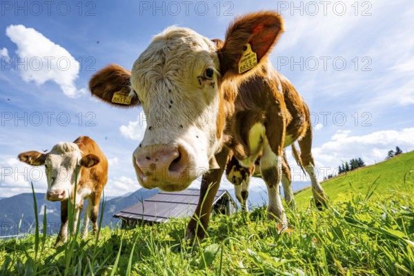Two young curious calves (Bos primigenius taurus), cows on an alpine meadow, stretching their snouts towards the camera, Simmental cattle, Hochbrixen, Brixen im Thale, Tyrol, Austria, Europe
