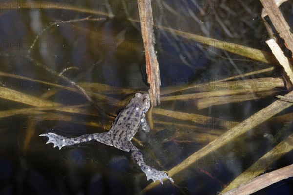 Common toad in a pond, early April, Rügen, Mecklenburg-Western Pomerania, Germany, Europe