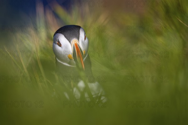 Puffin (Fratercula arctica) sitting in tall grass, Shetland Islands, Great Britain