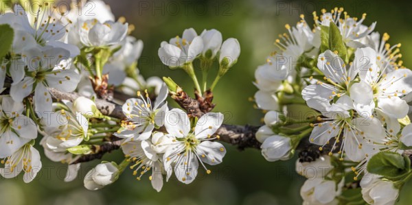 Blossoming mirabelle tree in spring, tree blossom, fruit tree blossom, Stuttgart, Baden-Württemberg, Germany, Europe