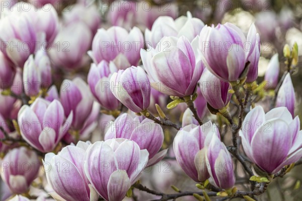 Magnolia blossom on magnolia tree in spring, Magnolias (Magnolia), Stuttgart, Baden-Württemberg, Germany, Europe