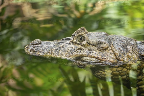 Saltwater crocodile (Crocodylus porosus) swimming in the water, captive