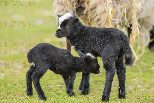 Domestic sheep (Ovis orientalis aries), lambs, with black fur standing on a meadow, Bavaria, Germany, Europe