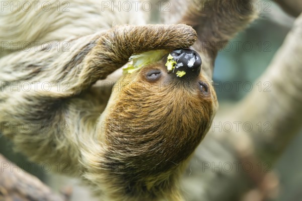 Hoffmann's two-toed sloth (Choloepus hoffmanni) hanging on a tree, captive, Germany, Europe