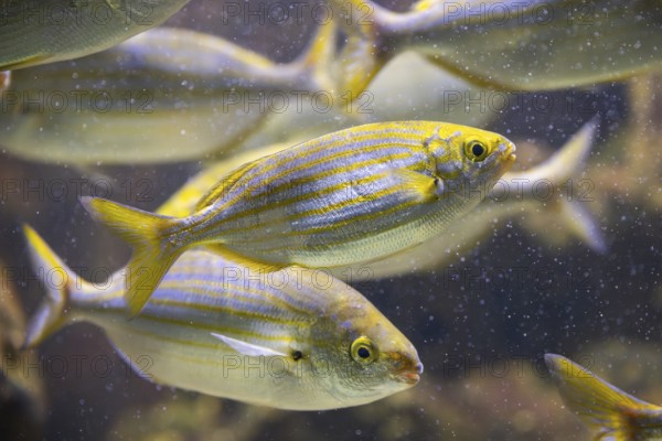 Salema porgy (Sarpa salpa) swimming under water, captive, Germany, Europe