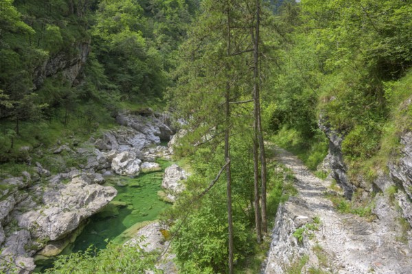 Emerald green river Pozze Smeraldine, Tramonti di Sopra, Province of Pordenone, Italy, Europe