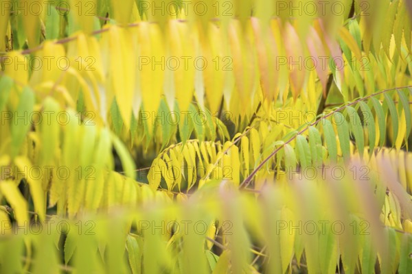 Autumn coloured leaves of a vinegar tree (Rhus typhina), Full size, Baden-Württemberg, Germany, Europe