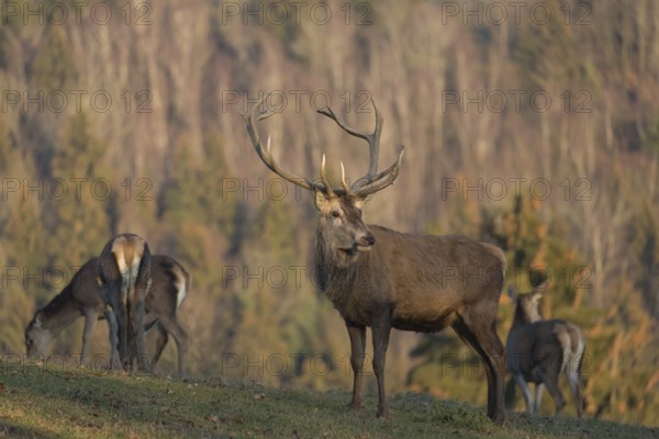 Red Deer buck standing on a meadow in autumn
