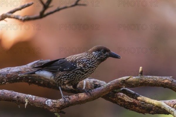 One spotted nutcracker or Eurasian nutcracker (Nucifraga caryocatactes) sitting on a twig. A sunrise in the background