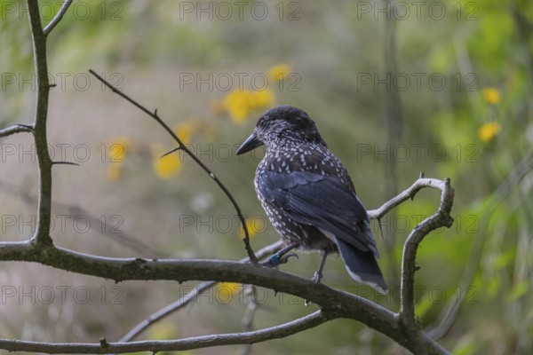 One spotted nutcracker or Eurasian nutcracker (Nucifraga caryocatactes) sitting on a twig. Green grass and blooming dandelion in the background
