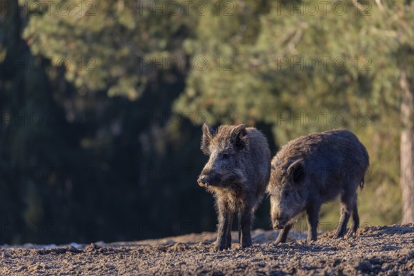 Two wild boar or wild pig (Sus scrofa) searching for food on an opening. Early morning light