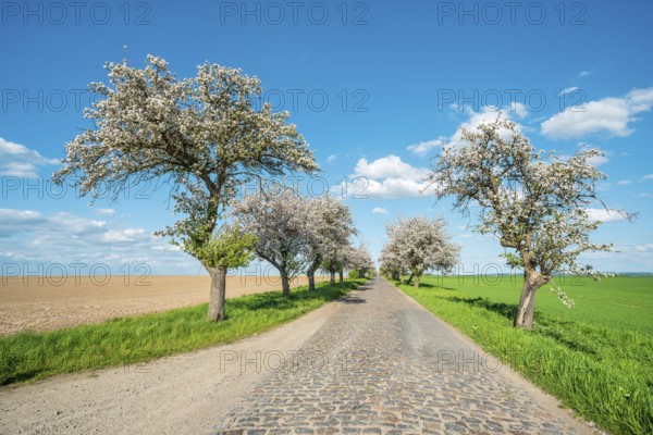 Avenue with blossoming fruit trees in spring under a blue sky with cumulus clouds, narrow country road with cobblestones, Burgenlandkreis, Saxony-Anhalt, Germany, Europe