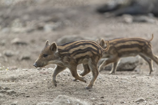 Piglets wild boar or wild pig (Sus scrofa) running fast over an opening