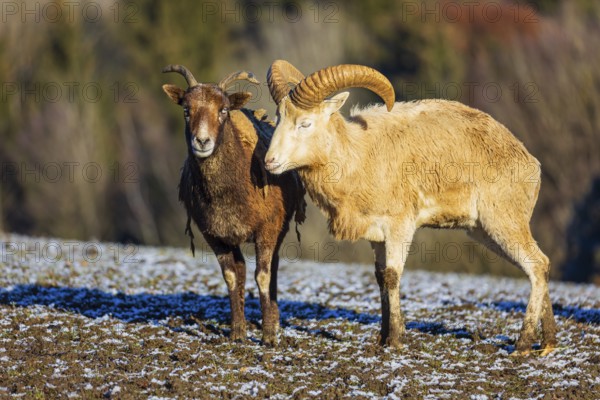 Two snow sheep (Ovis nivicola), or Siberian bighorn sheep stand on a snow covered meadow