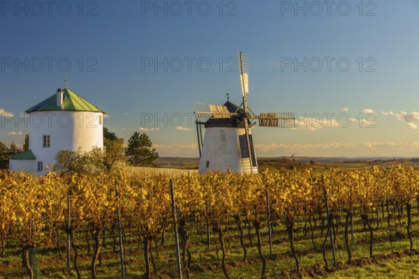 Surrounded by Vineyards. Windmill Retz, located in Lower Austria. The windmill is one of the last two operational windmills in Austria