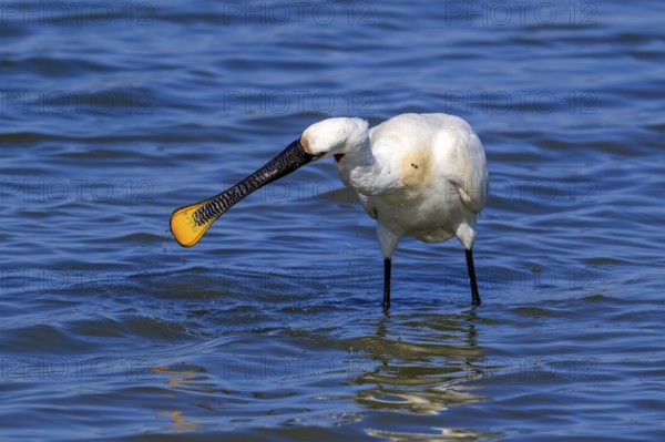 Eurasian spoonbill, common spoonbill (Platalea leucorodia) in breeding plumage foraging by sweeping beak sideways in shallow water of salt marsh