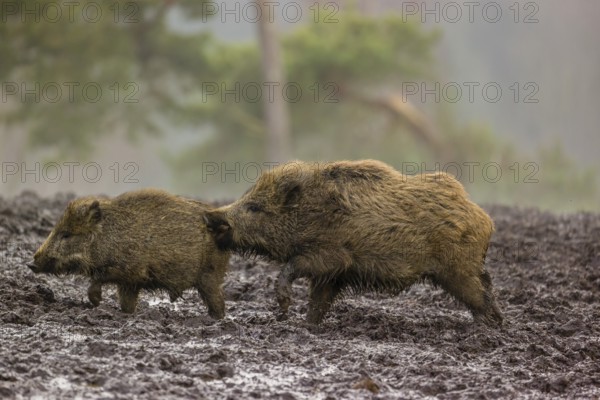 Two wild boars or wild pigs (Sus scrofa) fight in a clearing on a foggy day