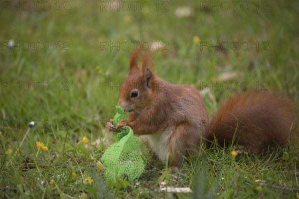 One Red squirrel or Eurasian red squirrel (Sciurus vulgaris) feeding on bird food in a plastic net. Dangerous for the squirrel