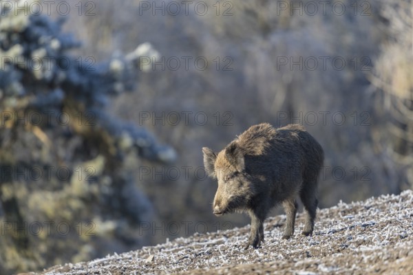 Wild boar or wild pig (Sus scrofa), walking on frosted ground, trees in the background