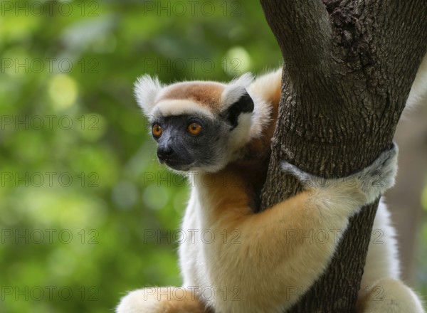 Golden-crowned sifaka (propithecus tatersalli) in the dry forests of northern Madagascar