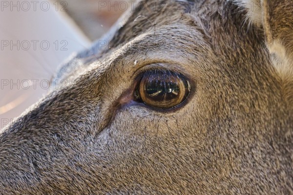 European fallow deer (Dama dama) eye, detail, portrait, in a forest, Bavaria, Germany, Europe